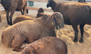 Базар-Коргондо асыл тукум малдардын көргөзмөсү уюштурулду