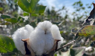 Базар-Коргондо өткөн жылы пахтанын наркы арзан болгондуктан, быйыл ак буланын аянты кескин кыскарды