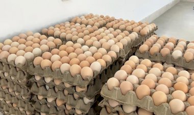 Тогуз-Тородо айыл чарба жарманкеси болду