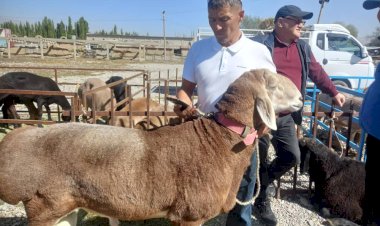 Аксыда «Арашан» койлорунун жарманкеси өттү