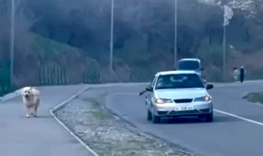 Манас шаарындагы тургун өзү унаада отуруп, итин тротуарда сейилдеткен