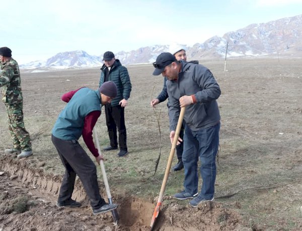 “Бир кишиден 3 көчөт” Ала-Букада жашыл мурас өнөктүгү башталды