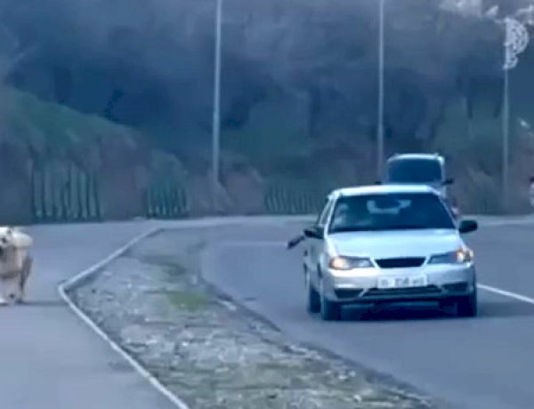 Манас шаарындагы тургун өзү унаада отуруп, итин тротуарда сейилдеткен