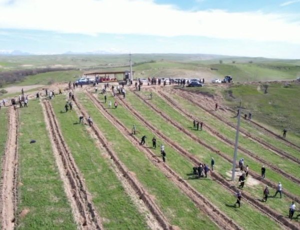 Ноокенде көчөт тигүү акциясы өттү