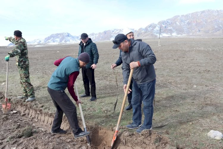 “Бир кишиден 3 көчөт” Ала-Букада жашыл мурас өнөктүгү башталды