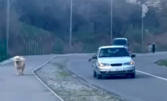 Манас шаарындагы тургун өзү унаада отуруп, итин тротуарда сейилдеткен