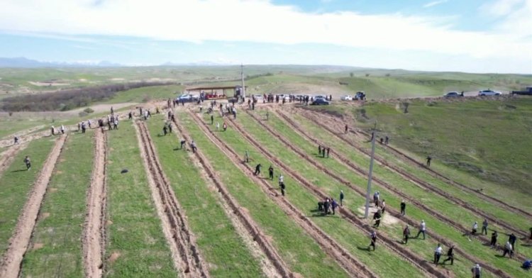 Ноокенде көчөт тигүү акциясы өттү