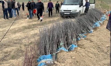Быйылкы жылы Тогуз-Торо районунда, жалпы 86 гектарга жакын жерге 150 600 түп көчөт отургузулат