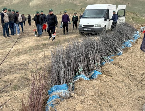 Быйылкы жылы Тогуз-Торо районунда, жалпы 86 гектарга жакын жерге 150 600 түп көчөт отургузулат
