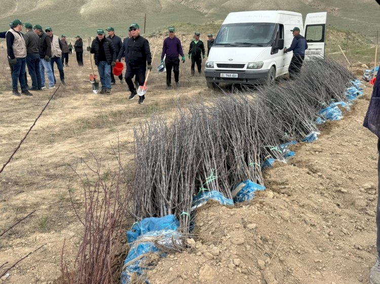 Быйылкы жылы Тогуз-Торо районунда, жалпы 86 гектарга жакын жерге 150 600 түп көчөт отургузулат