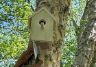 Тогуз-Тородо окуучулар канаттууларга уя жасашты
